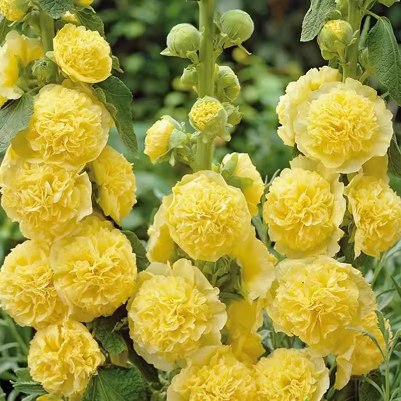 Pollinator’s Paradise - Cottage Garden Seeds