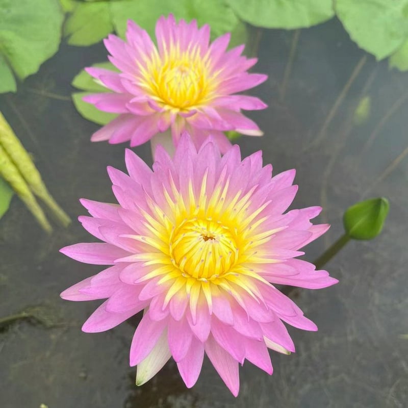 LotusBloom – Sacred Bonsai Bowl Seeds