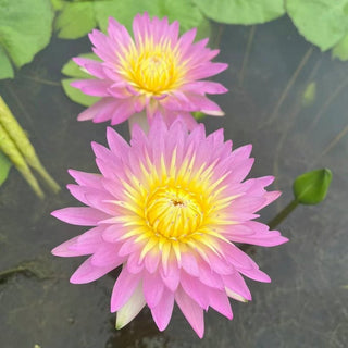 LotusBloom – Sacred Bonsai Bowl Seeds