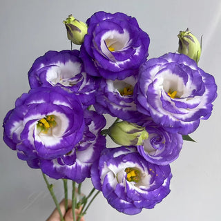 PetalSerenity – Premium Lisianthus Seeds