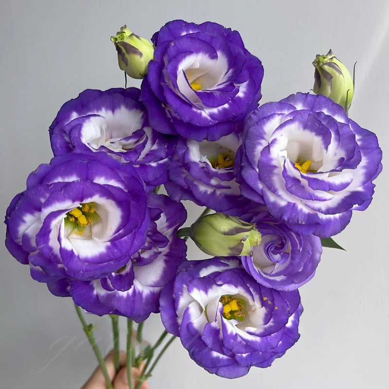FloraDelight - Thornless Roses in Pink, Blue & Purple