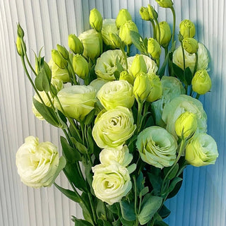 PetalSerenity – Premium Lisianthus Seeds