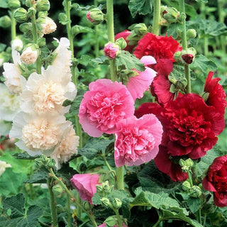 Pollinator’s Paradise - Cottage Garden Seeds