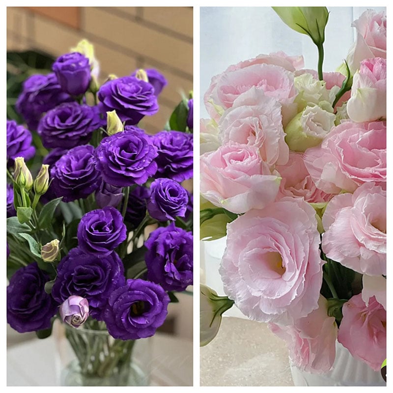 PetalSerenity – Premium Lisianthus Seeds