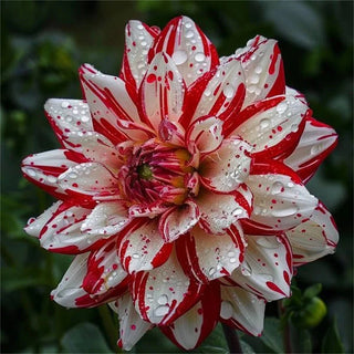 PetalCrown – Rare Double Bloom Dahlia Garden Flowers