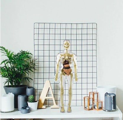 AnatoGenius - Human Body Construction Toy