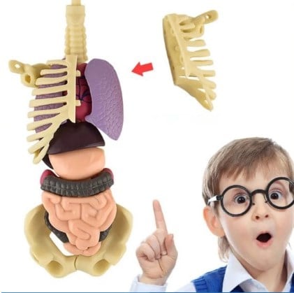 AnatoGenius - Human Body Construction Toy