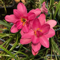 Dark Pink