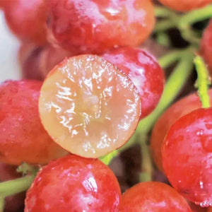 UltraVine - Super Size Grape Tree Seeds