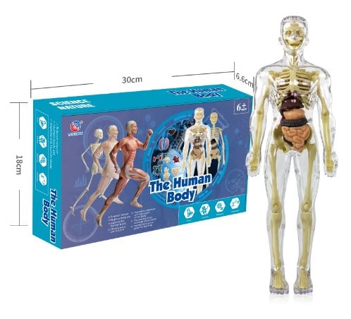 AnatoGenius - Human Body Construction Toy
