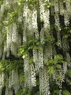 EndlessBloom – Cascading Garden Elegance