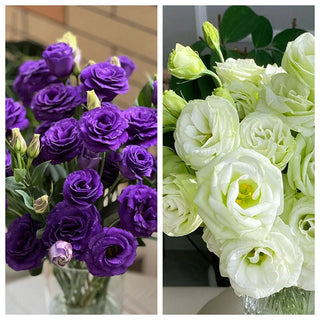 FloraDelight - Thornless Roses in Pink, Blue & Purple