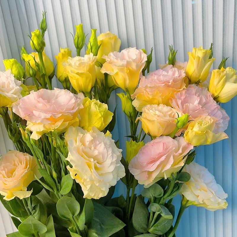 PetalSerenity – Premium Lisianthus Seeds