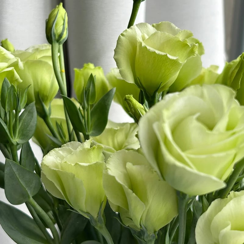 PetalSerenity – Premium Lisianthus Seeds