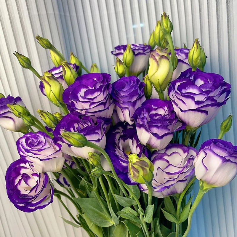 FloraDelight - Thornless Roses in Pink, Blue & Purple