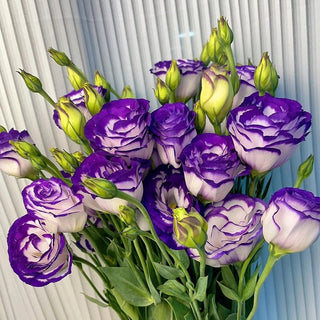 FloraDelight - Thornless Roses in Pink, Blue & Purple