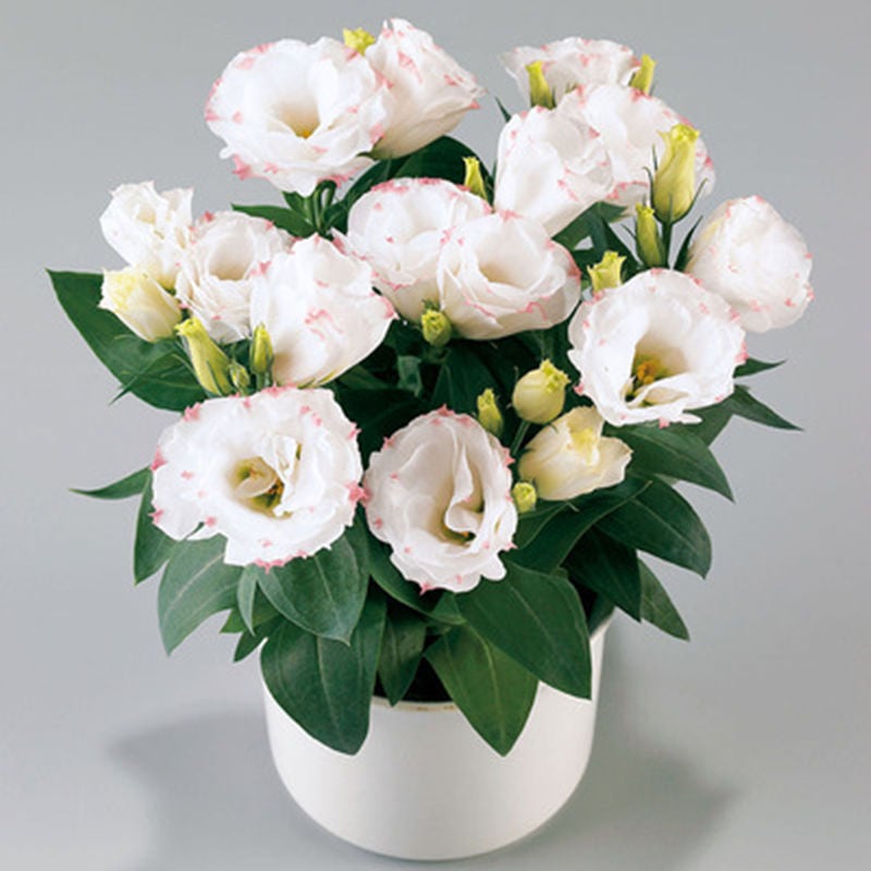 PetalSerenity – Premium Lisianthus Seeds