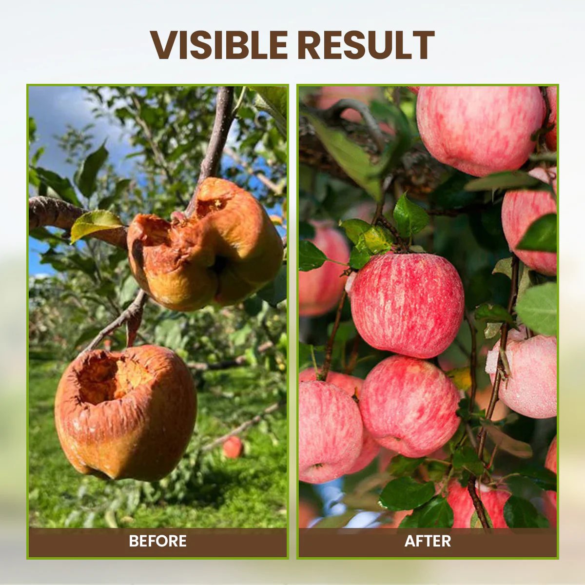 Yegbong - Soil Revive & Growth Activator