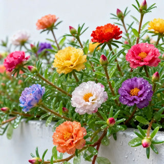 BloomOra – Sun Burst Moss Ross Seeds