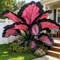Pink Black
