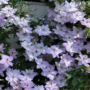 GardenGrace - Clematis Blooming Seeds