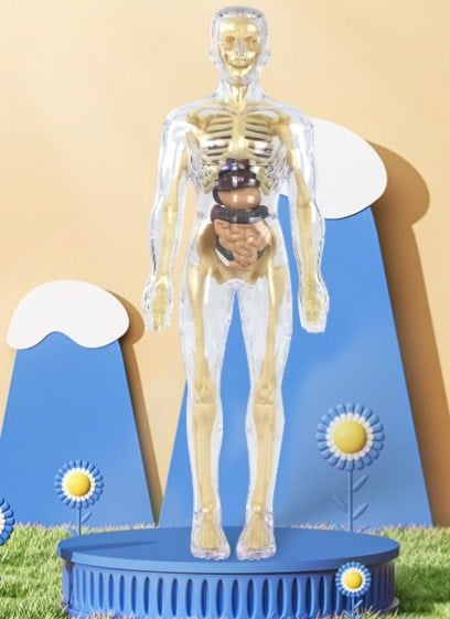 AnatoGenius - Human Body Construction Toy