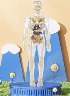 AnatoGenius - Human Body Construction Toy