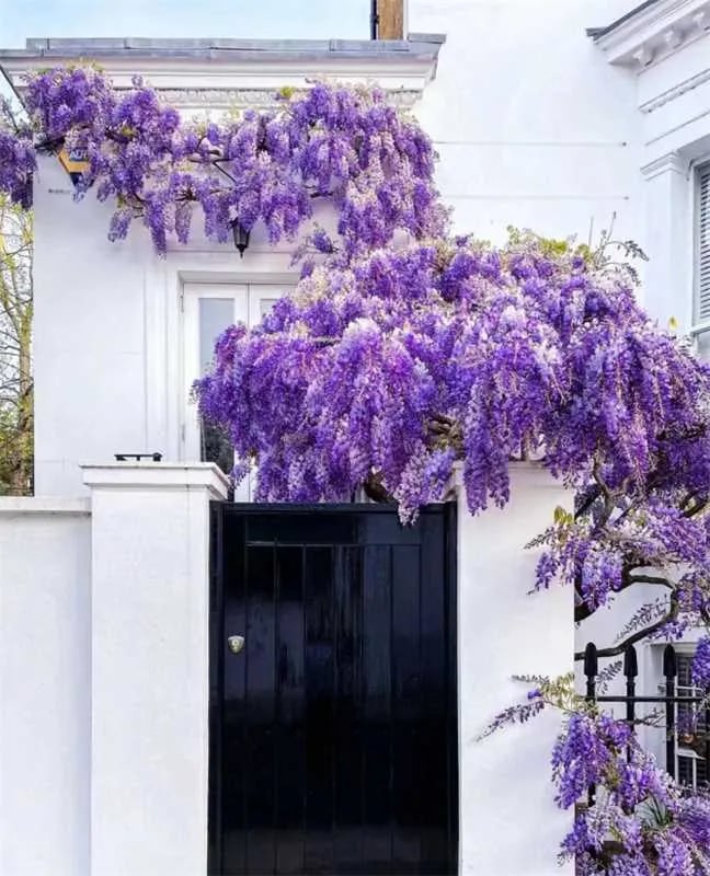 EndlessBloom – Cascading Garden Elegance