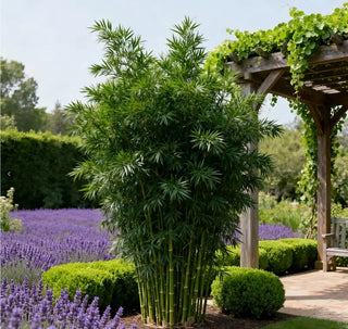 ProsperPlant - Bamboo Cypress Evergreen Seeds