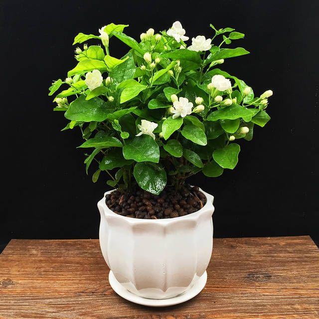 JasmineBliss – Fragrant Flower Seed Growing Kit