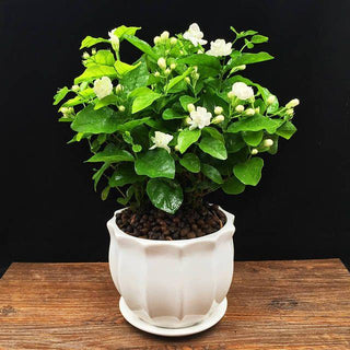 JasmineBliss – Fragrant Flower Seed Growing Kit