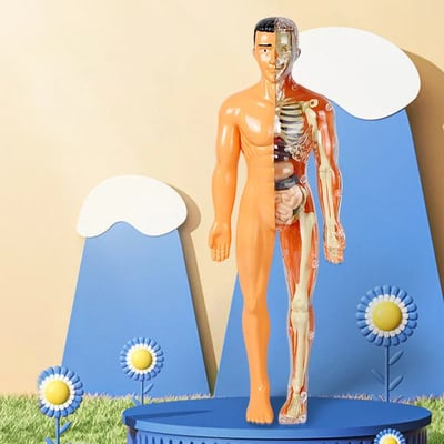 AnatoGenius - Human Body Construction Toy