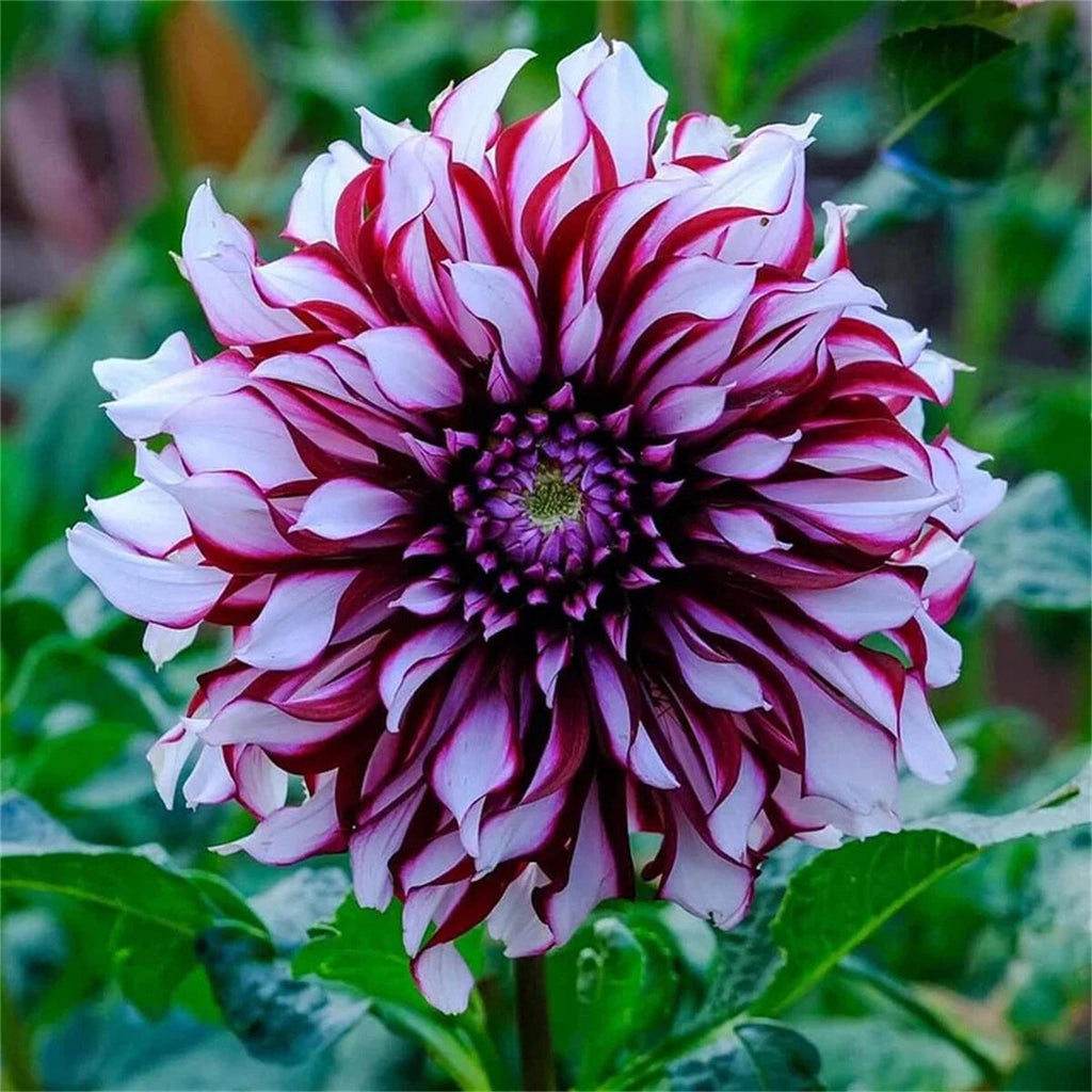 PetalCrown – Rare Double Bloom Dahlia Garden Flowers