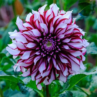 PetalCrown – Rare Double Bloom Dahlia Garden Flowers