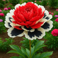 Regal Bloom