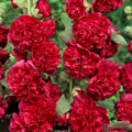 Red (300 Seeds)