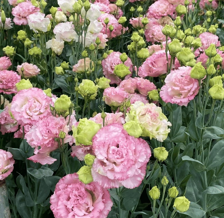 PetalSerenity – Premium Lisianthus Seeds