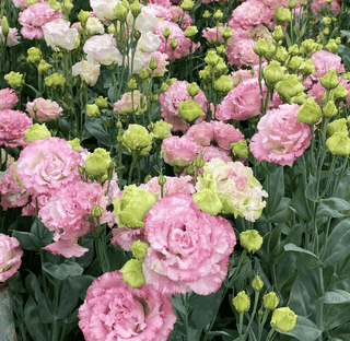 FloraDelight - Thornless Roses in Pink, Blue & Purple