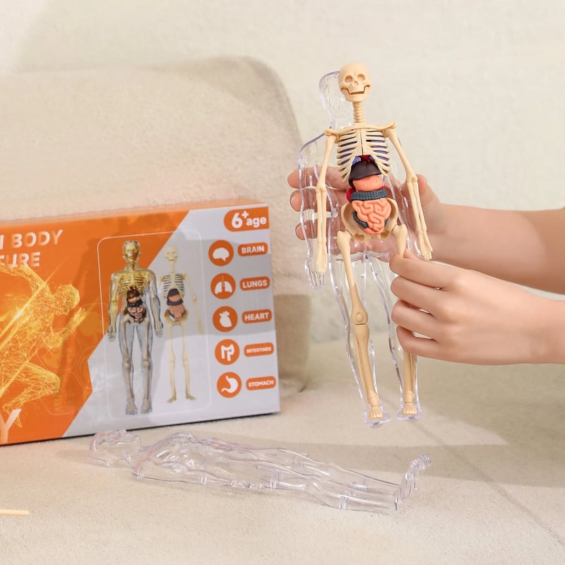 AnatoView – 3D Clear Body Structure Model
