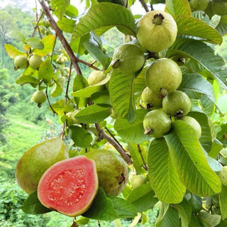 🌱Guava seeds, suitable for potted plants, greenhouses and outdoor gardens