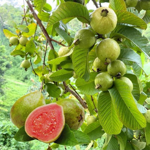 🌱Guava seeds, suitable for potted plants, greenhouses and outdoor gardens