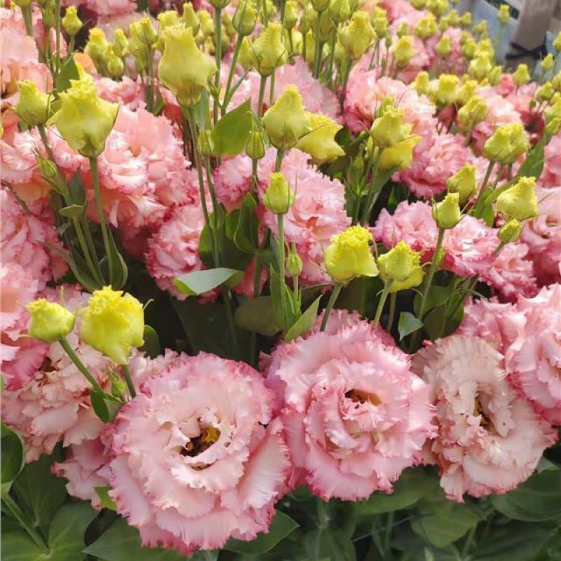 PetalSerenity – Premium Lisianthus Seeds