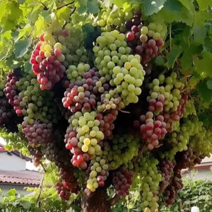 UltraVine - Super Size Grape Tree Seeds