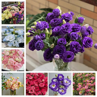 FloraDelight - Thornless Roses in Pink, Blue & Purple