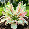 Green Pink