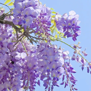 EndlessBloom – Cascading Garden Elegance