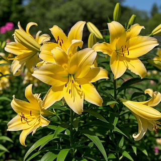 ScentedBliss - Long-Blooming Lily Bulbs