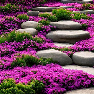 EcoCarpet – Creeping Thyme Lawn Cover Seeds
