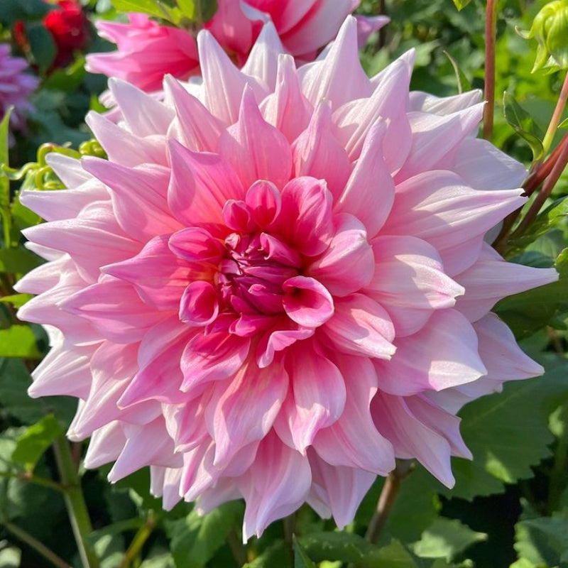 PetalCrown – Rare Double Bloom Dahlia Garden Flowers