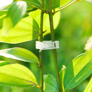 StemHold – Reusable Clips for Upright Plants